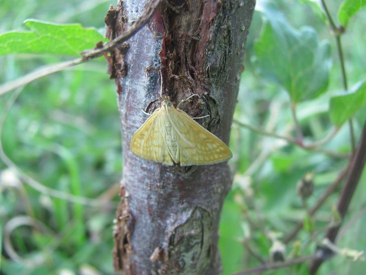 Sitochroa verticalis? S